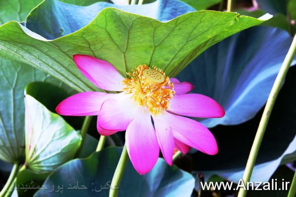 اطلاعیه دبیرخانه جشنواره گلدهی لاله های تالابی بندرانزلی
