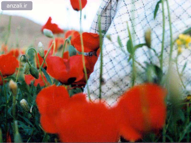 شهید گمنام سلام، عشق مدیون شماست