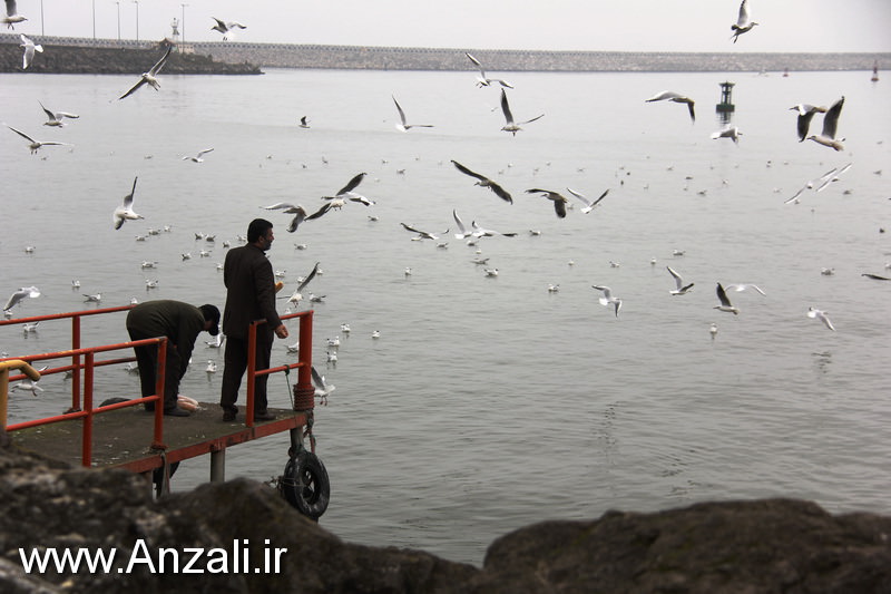 جلسه هیات عالی سرمایه گذاری شهرداری بندرانزلی