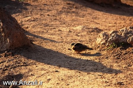 پل تاريخي غازيان با لاله تالابي مصور شد