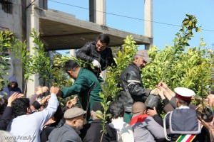 توزیع رایگان نهال درخت در مصلی بندرانزلی