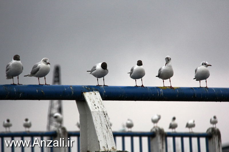 مهمانان دوست داشتنی انزلی