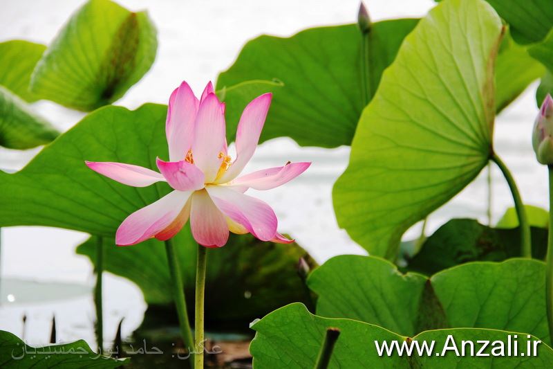معرفی کارگروه ورزشی جشنواره لاله های تالابی