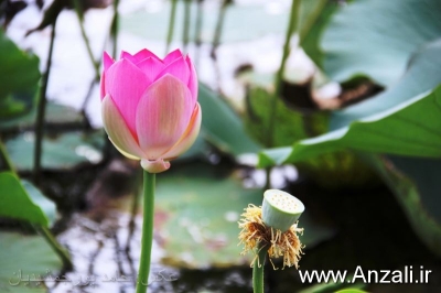 اطلاعیه دبیرخانه جشنواره گلدهی لاله های تالابی بندرانزلی