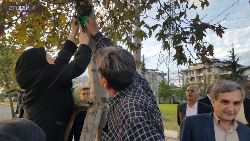 درختان بندرانزلي شناسنامه دار شدند