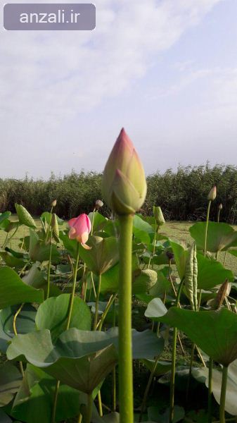 معرفي كارگروه كودك