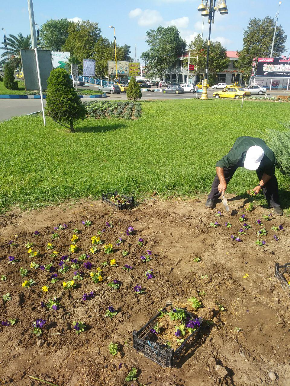 گزارش تصویری کاشت انواع گونه های گیاهی در نقاط مختلف شهر